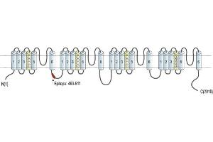 Representative domain view of the target of ABIN7885410.