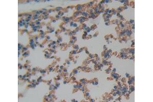 Used in DAB staining on fromalin fixed paraffin- embedded Kidney tissue (CD11c antibody  (AA 907-1115))