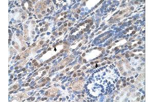 Sample Type: Human KidneyDilution: 4. (NOLC1 antibody  (C-Term))