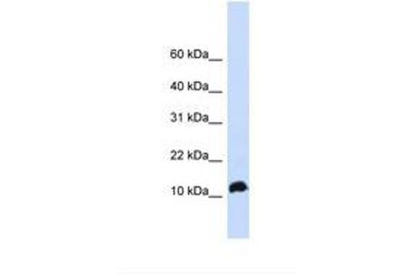 NHLH1 antibody  (AA 74-123)