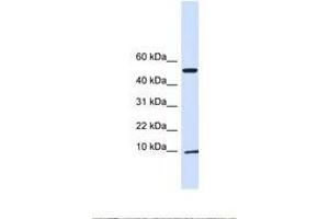 Image no. 1 for anti-ATPase Inhibitory Factor 1 (ATPIF1) (AA 38-87) antibody (ABIN6738462) (ATPase Inhibitory Factor 1 antibody  (AA 38-87))