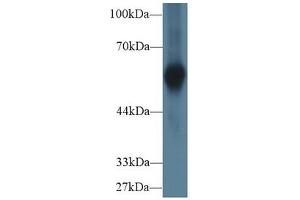 Rabbit Detection antibody from the kit in WB with Positive Control:  Sample Human Cartilage lysate. (Fetuin A ELISA Kit)