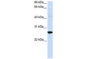 DRGX antibody used at 0. (DRGX antibody  (N-Term))