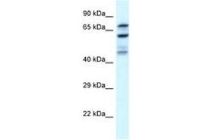 Image no. 1 for anti-Eukaryotic Translation Initiation Factor 2B, Subunit 5 Epsilon, 82kDa (EIF2B5) (N-Term) antibody (ABIN6747596) (EIF2B5 antibody  (N-Term))