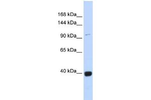 WB Suggested Anti-VAV1 Antibody Titration:  0. (VAV1 antibody  (Middle Region))