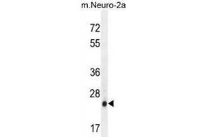 AP3S1 Antibody (N-term) western blot analysis in mouse Neuro-2a cell line lysates (35µg/lane). (AP3S1 antibody  (N-Term))