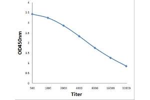 Antigen: 0. (IDH3A antibody  (AA 281-366))