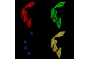 ABIN7095984 and ABIN7100046 staining Hela cells by IF/ICC. (BCL2-Like 15 antibody)