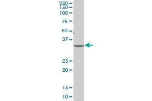 PLSCR1 MaxPab polyclonal antibody. (PLSCR1 antibody  (AA 1-318))