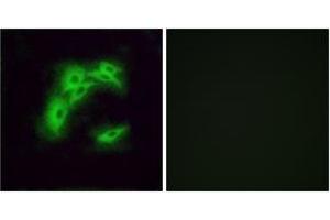 Immunofluorescence analysis of A549 cells, using OR5I1 Antibody.