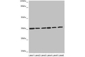 ETFA antibody  (AA 1-333)