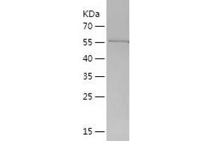 WNT3A Protein (AA 19-352) (His-IF2DI Tag)