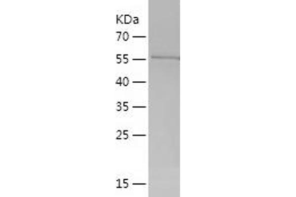 WNT3A Protein (AA 19-352) (His-IF2DI Tag)