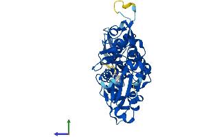 Protein Structure (PS) image for ARP1 Actin-Related Protein 1 Homolog B, Centractin beta (ACTR1B) (AA 1-376) protein (His tag) (ABIN7551902)