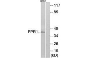 Western blot analysis of extracts from K562 cells, using FPR1 Antibody. (FPR1 antibody  (AA 155-204))