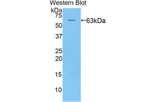 Western Blotting (WB) image for anti-Killer Cell Immunoglobulin-Like Receptor, Two Domains, Long Cytoplasmic Tail, 2 (KIR2DL2) (AA 22-348) antibody (ABIN1859537) (KIR2DL2 antibody  (AA 22-348))