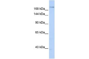 WB Suggested Anti-PLXNA2 Antibody Titration:  0. (Plexin A2 antibody  (N-Term))
