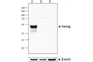 Western Blotting (WB) image for anti-Nanog Homeobox (NANOG) antibody (ABIN2666254) (Nanog antibody)