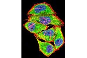 Immunofluorescence (IF) image for anti-Collagen, Type I, alpha 2 (COL1A2) (AA 23-79) antibody (ABIN7193541)