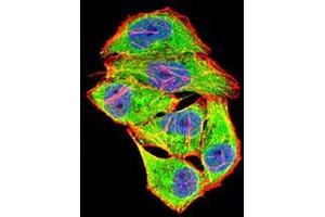 Immunofluorescence analysis of Hela cells using COL1A2 mouse mAb (green). (COL1A2 antibody  (AA 23-79))
