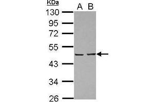 WB Image Sample (30 ug of whole cell lysate) A: A431 B: Jurkat 10% SDS PAGE antibody diluted at 1:10000 (PA2G4 antibody)