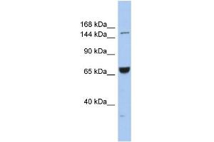 WB Suggested Anti-KIF15 Antibody Titration:  0. (KIF15 antibody  (Middle Region))