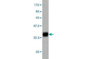 Western Blotting (WB) image for anti-Mediator Complex Subunit 17 (MED17) (AA 551-651) antibody (ABIN564067)
