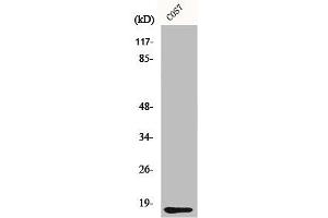 Western Blot analysis of COS7 cells using CYCS Polyclonal Antibody (Cytochrome C antibody  (N-Term))