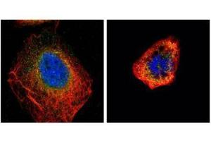 ICC/IF Image Confocal immunofluorescence analysis (Olympus FV10i) of paraformaldehyde-fixed U2OS, using CDC25C, antibody (Geen) at 1:500 dilution. (CDC25C antibody)