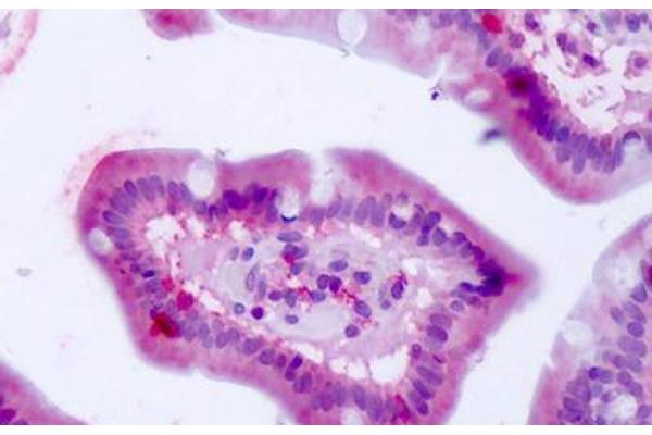 Bestrophin 4 antibody  (Internal Region)