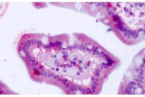 Anti-BEST4 antibody IHC staining of human small intestine. (Bestrophin 4 antibody  (Internal Region))