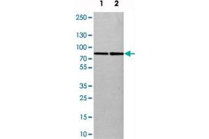 Western blot analysis of cell lysates with SETD3 polyclonal antibody  at 1:250-1:500 dilution. (SETD3 antibody)