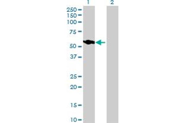 NUP54 antibody  (AA 1-507)