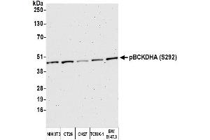 Western Blotting (WB) image for anti-Branched Chain Keto Acid Dehydrogenase E1, alpha Polypeptide (BCKDHA) (pSer292) antibody (ABIN7452999)