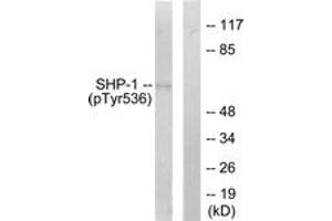 Western blot analysis of extracts from RAW264. (SHP1 antibody  (pTyr536))