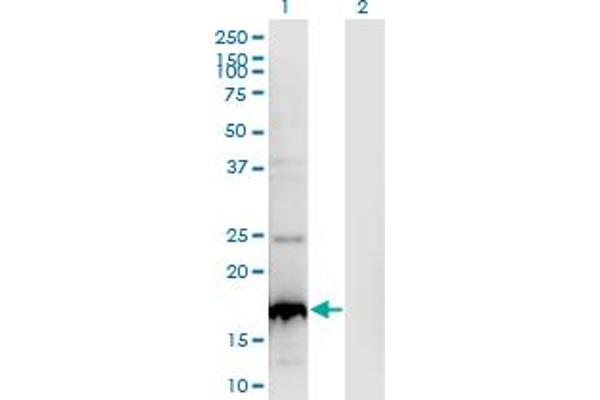 BLOC1S2 Antikörper  (AA 1-142)
