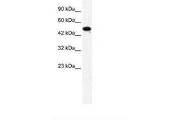 ZNF778 antibody  (AA 317-366)