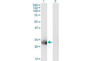 MS4A12 antibody  (AA 1-267)