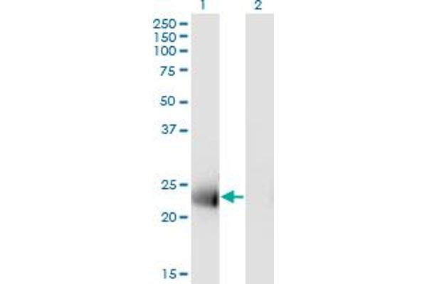 MS4A12 antibody  (AA 1-267)