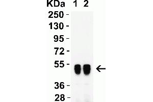Western Blot Validation with Human Recombinant Protein. (SARS-CoV-2 Nucleocapsid antibody)