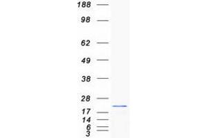 Validation with Western Blot (MSRB2 Protein (Myc-DYKDDDDK Tag))