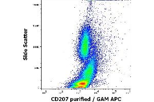 Flow cytometry intracellular staining pattern of human stimulated (GM-CSF + IL-4 + TGF-beta) peripheral blood mononuclear cells whole blood stained using anti-human CD207 (2G3) purified antibody (concentration in sample 0. (CD207 antibody)