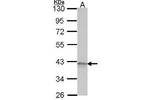 WB Image Sample (30 ug of whole cell lysate) A: Hela 10% SDS PAGE Adenosine receptor A1 antibody antibody diluted at 1:1000 (ADORA1 antibody)