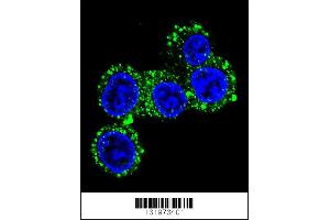 Confocal immunofluorescent analysis of CACNG6 Antibody with HepG2 cell followed by Alexa Fluor 488-conjugated goat anti-rabbit lgG (green). (CACNG6 antibody  (AA 108-136))