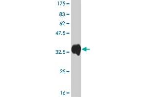 Western Blot detection against Immunogen (33. (ATOX1 antibody  (AA 1-68))
