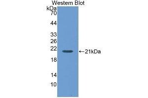 Western Blotting (WB) image for anti-Maltase-Glucoamylase (MGAM) (AA 213-392) antibody (ABIN3208964) (Maltase-Glucoamylase (MGAM) (AA 213-392) antibody)