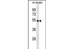 VANGL2 Antibody (N-term) (ABIN1881989 and ABIN2839008) western blot analysis in mouse brain tissue lysates (35 μg/lane). (VANGL2 antibody  (N-Term))