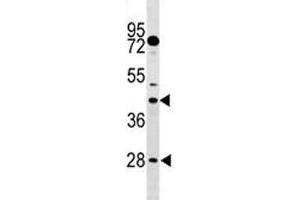 DUSP6 antibody western blot analysis in mouse stomach tissue lysate. (DUSP6 antibody  (AA 59-88))