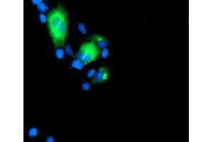 Immunofluorescence (IF) image for anti-Golgi Membrane Protein 1 (GOLM1) antibody (ABIN1498493) (GOLM1 antibody)