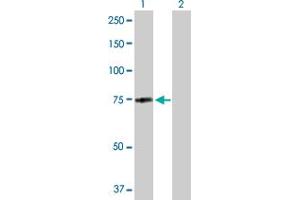 Western Blot analysis of MID2 expression in transfected 293T cell line by MID2 MaxPab polyclonal antibody.